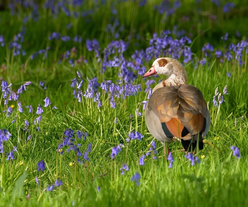 Обои цветы, трава, птица, клюв, перья, утка, flowers, grass, bird, beak, feathers, duck разрешение 2048x1152 Загрузить