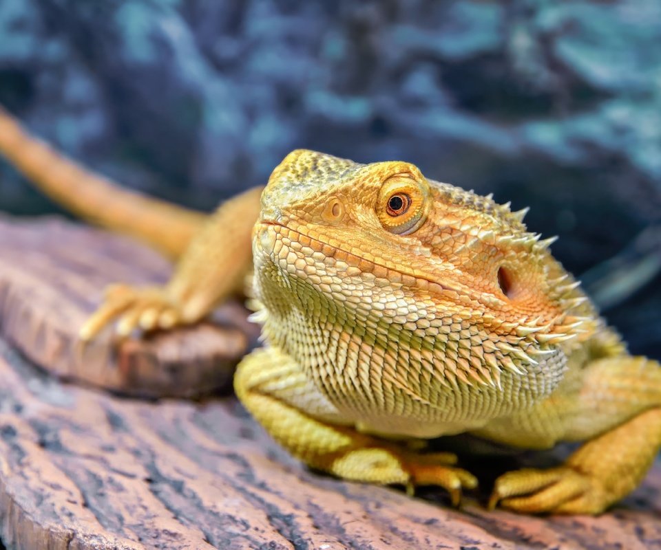 Обои макро, ящерица, бородатая агама, агама, олег богданов, macro, lizard, bearded agama, agama, oleg bogdanov разрешение 2560x1722 Загрузить