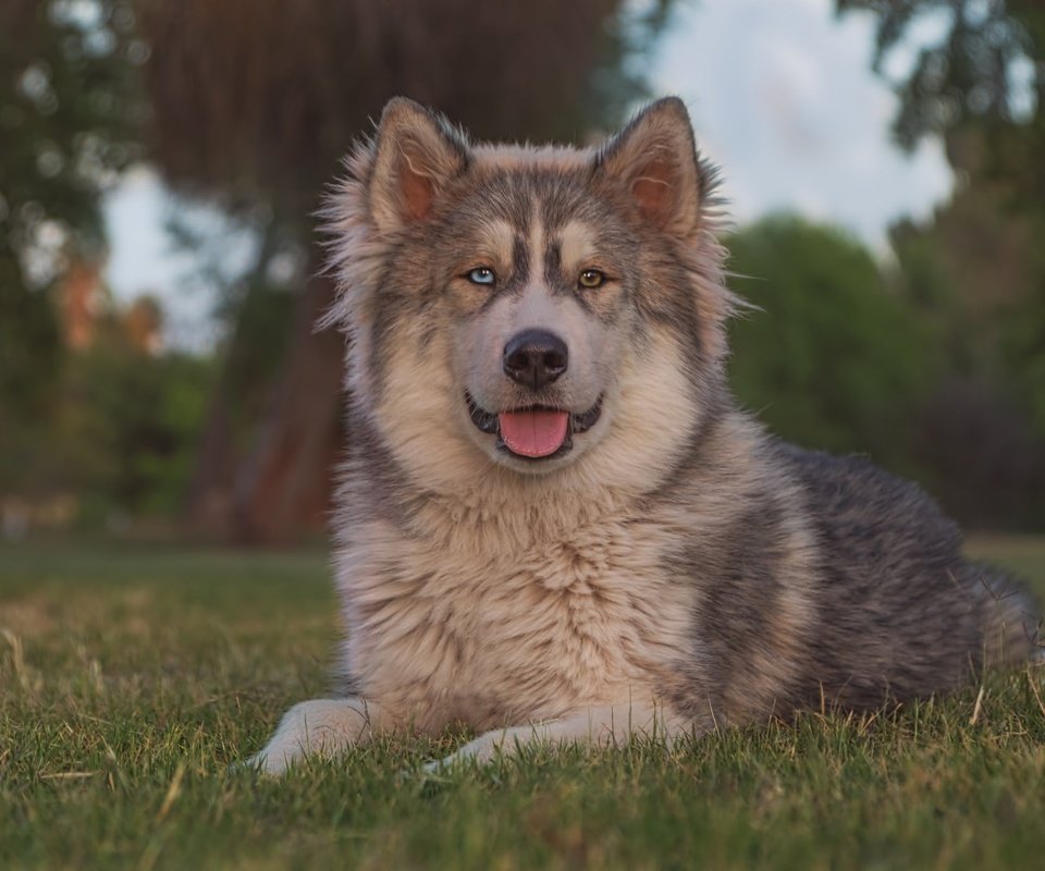 Обои трава, портрет, взгляд, собака, язык, маламут, grass, portrait, look, dog, language, malamute разрешение 2048x1365 Загрузить