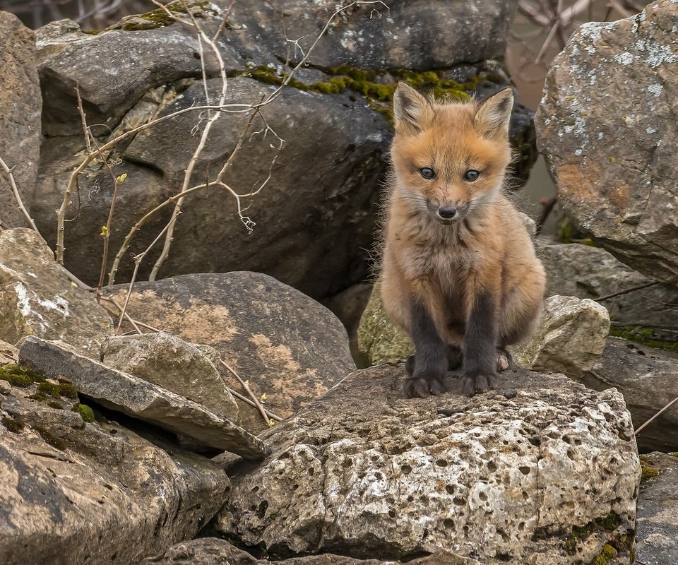 Обои природа, камни, лиса, лисица, животное, лисенок, nature, stones, fox, animal разрешение 2097x1100 Загрузить