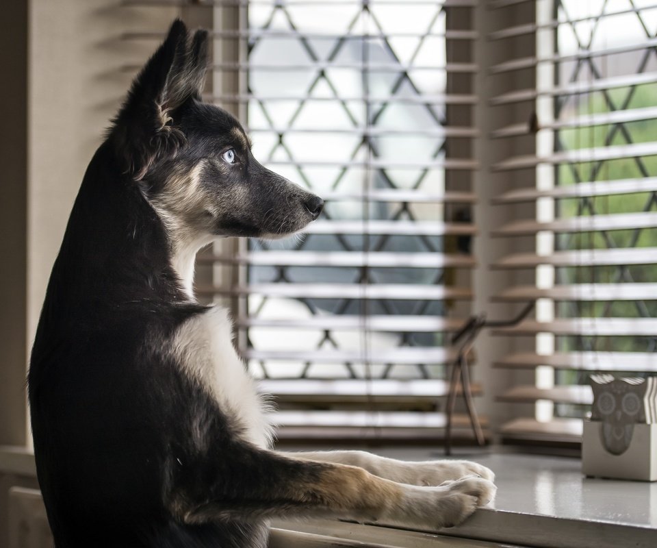 Обои взгляд, собака, дом, окно, немецкая овчарка, look, dog, house, window, german shepherd разрешение 2560x1709 Загрузить