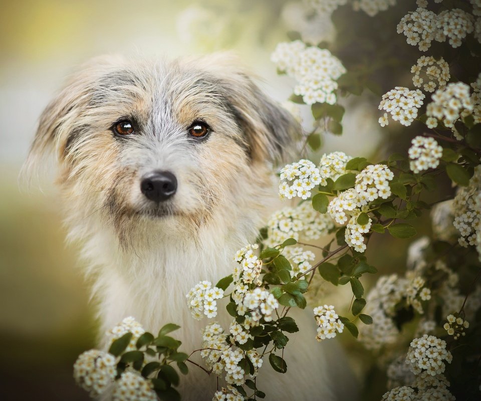 Обои цветение, собака, боке, лилли, flowering, dog, bokeh, lilly разрешение 2048x1277 Загрузить