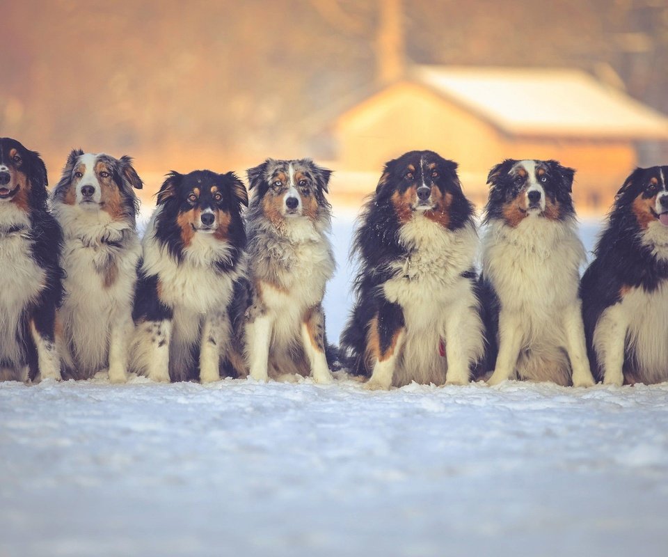 Обои снег, зима, друзья, собаки, австралийская овчарка, snow, winter, friends, dogs, australian shepherd разрешение 2048x1152 Загрузить