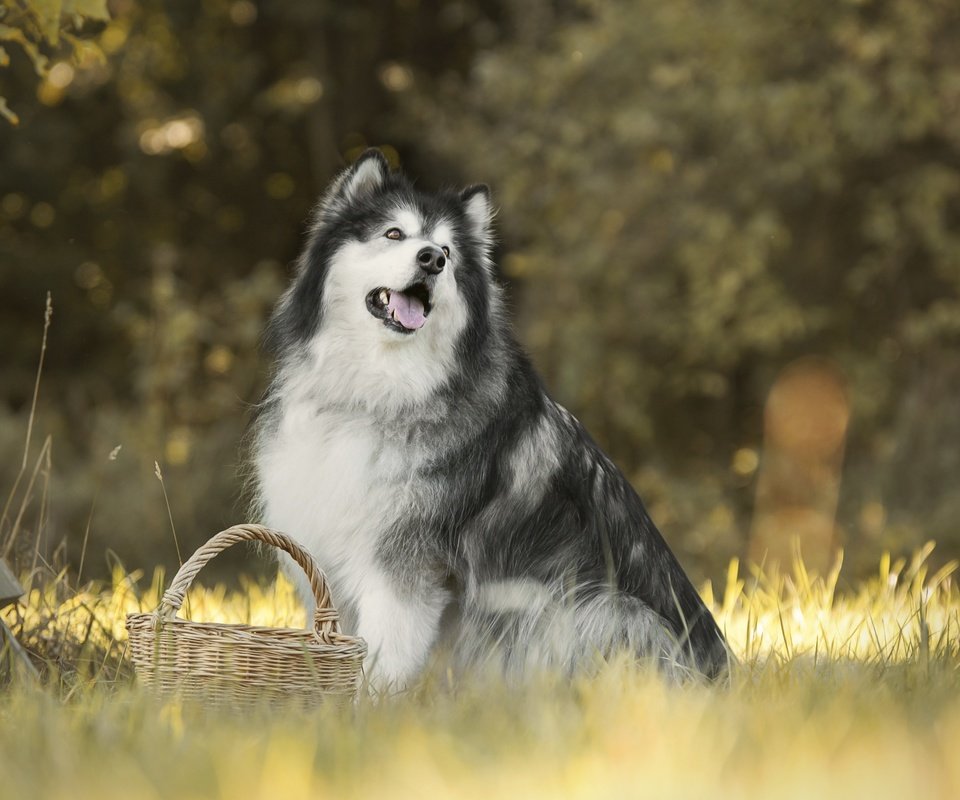 Обои трава, собака, корзинка, боке, маламут, аляскинский маламут, grass, dog, basket, bokeh, malamute, alaskan malamute разрешение 6000x4000 Загрузить