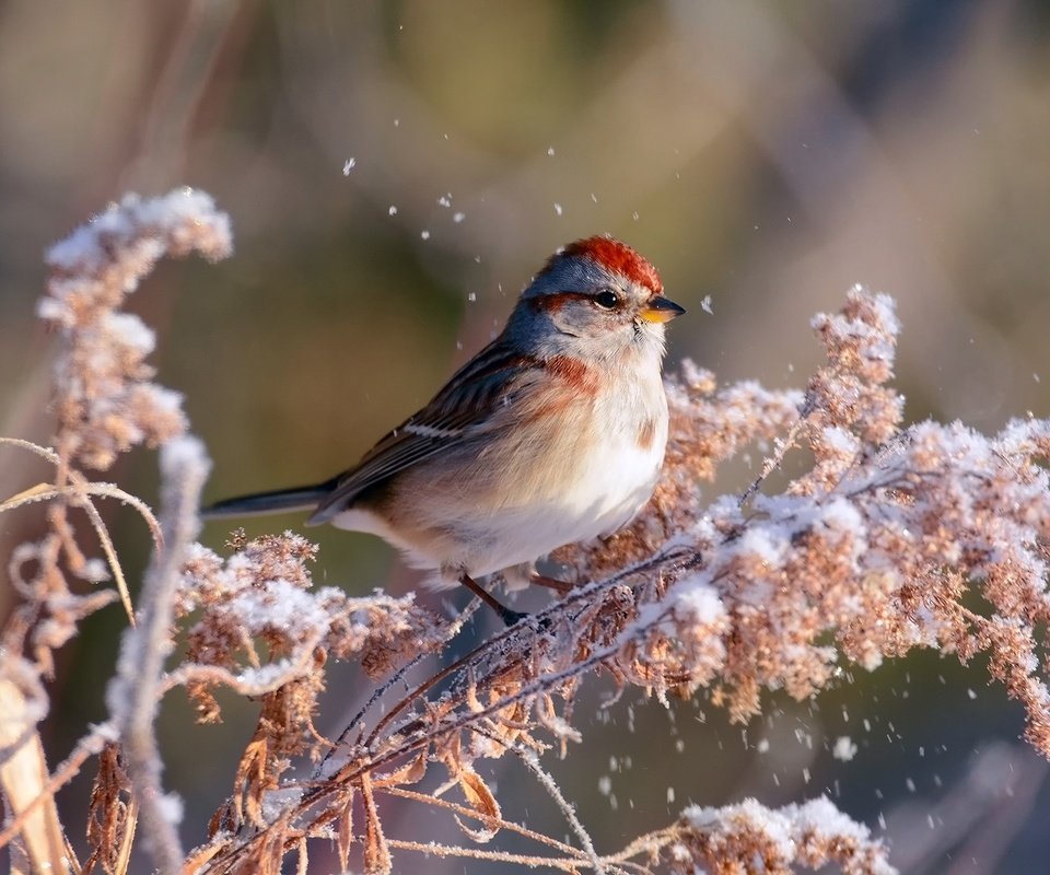 Обои ветка, снег, зима, птица, воробей, боке, kylie maceachern, branch, snow, winter, bird, sparrow, bokeh разрешение 1920x1200 Загрузить