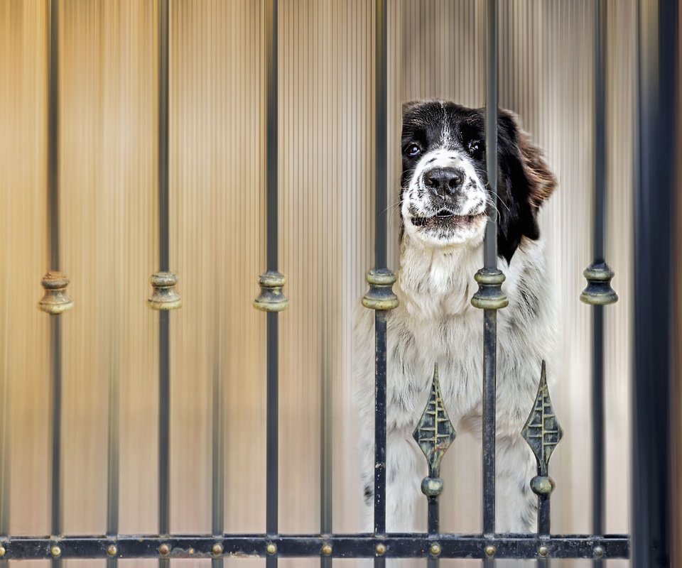 Обои глаза, морда, взгляд, забор, собака, пес, eyes, face, look, the fence, dog разрешение 4000x2748 Загрузить