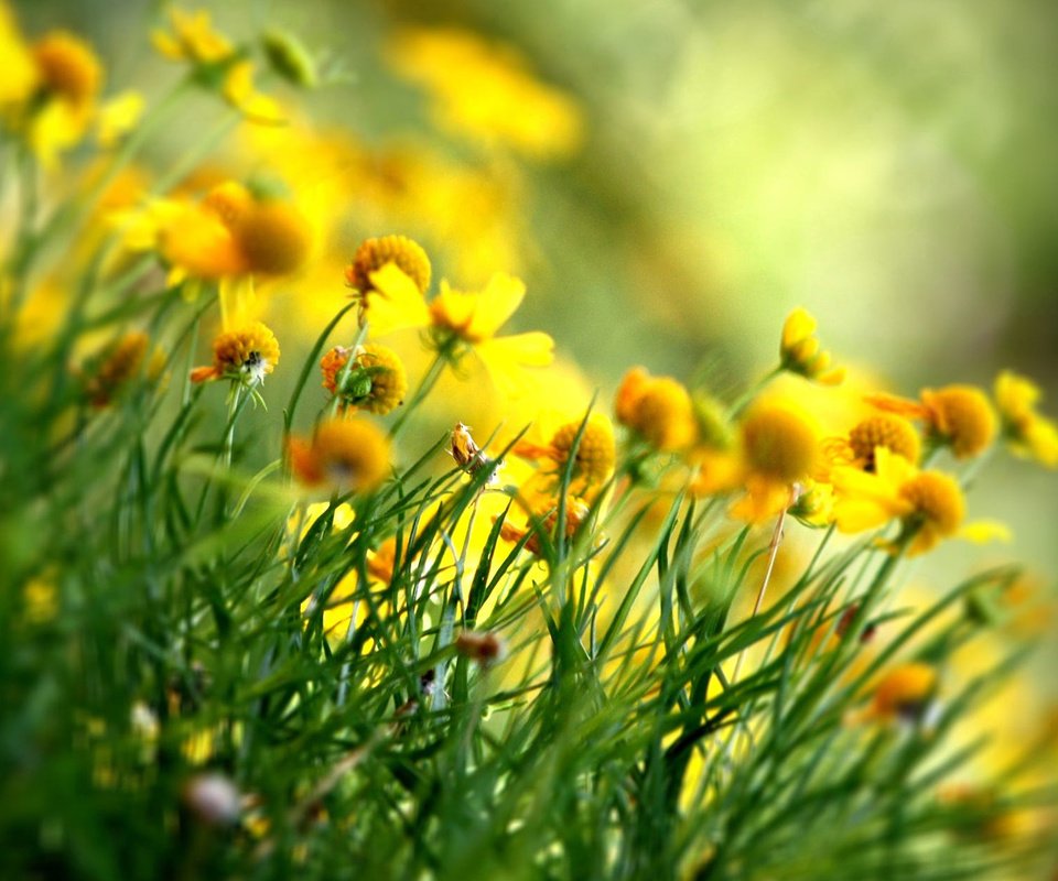 Обои цветы, лепестки, весна, желтые, полевые цветы, flowers, petals, spring, yellow, wildflowers разрешение 1920x1200 Загрузить