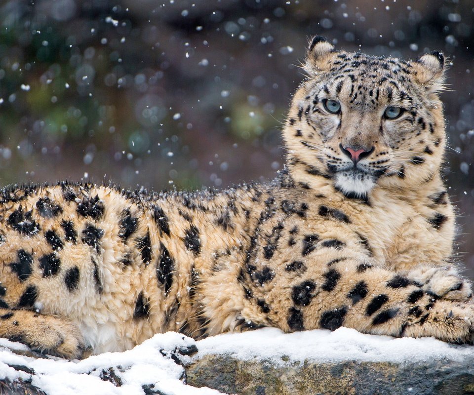 Обои снег, зима, хищник, снежный барс, ирбис, snow, winter, predator, snow leopard, irbis разрешение 3840x2160 Загрузить