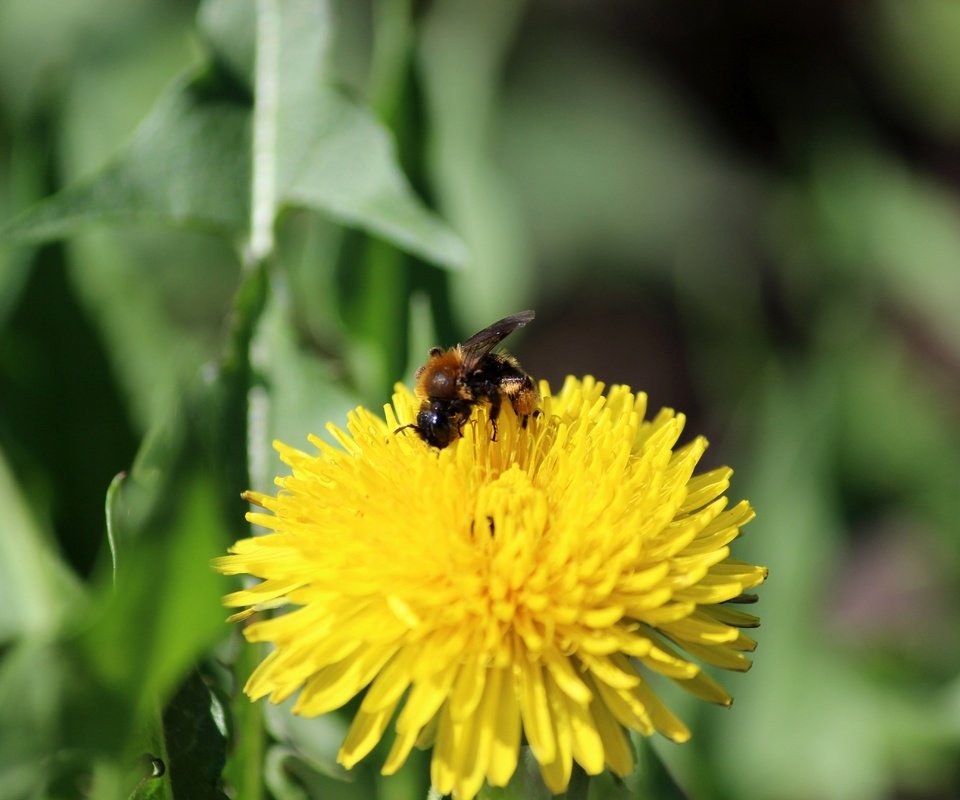 Обои зелень, насекомое, цветок, одуванчик, пчела, greens, insect, flower, dandelion, bee разрешение 5184x3456 Загрузить