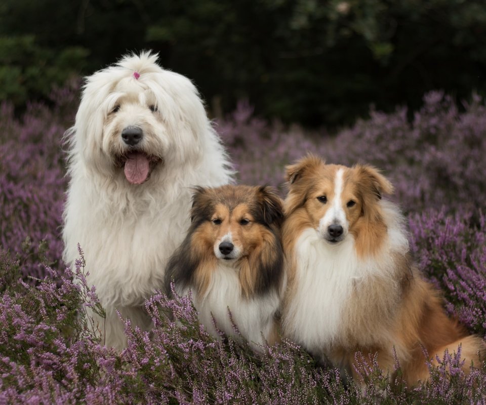 Обои цветы, собаки, вереск, шелти, бобтейл, шетлендская овчарка, flowers, dogs, heather, sheltie, bobtail, the shetland sheepdog разрешение 2880x1800 Загрузить