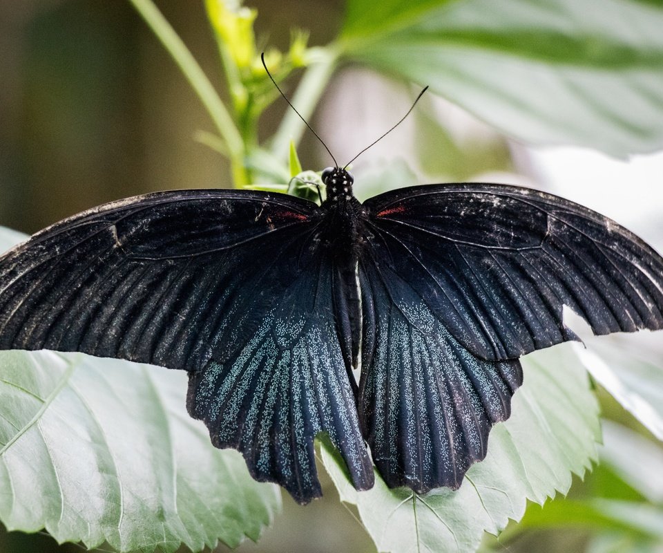 Обои природа, листья, насекомое, бабочка, крылья, nature, leaves, insect, butterfly, wings разрешение 6000x4000 Загрузить