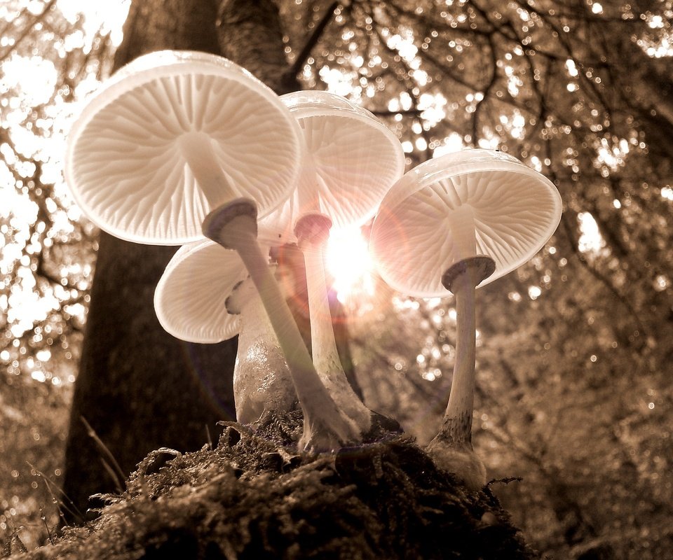 Обои свет, природа, лес, осень, грибы, шляпки, light, nature, forest, autumn, mushrooms, hats разрешение 1920x1440 Загрузить