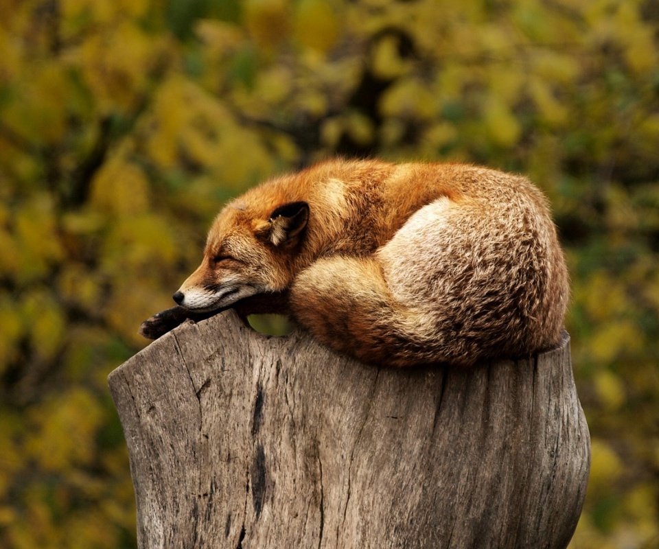 Обои лиса, лисица, животное, пень, дикая природа, fox, animal, stump, wildlife разрешение 1920x1200 Загрузить