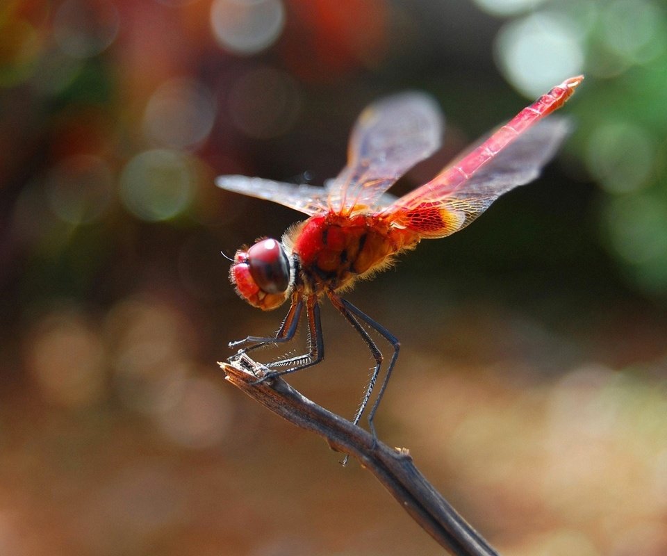 Обои насекомое, крылья, стрекоза, стебель, боке, insect, wings, dragonfly, stem, bokeh разрешение 1920x1200 Загрузить