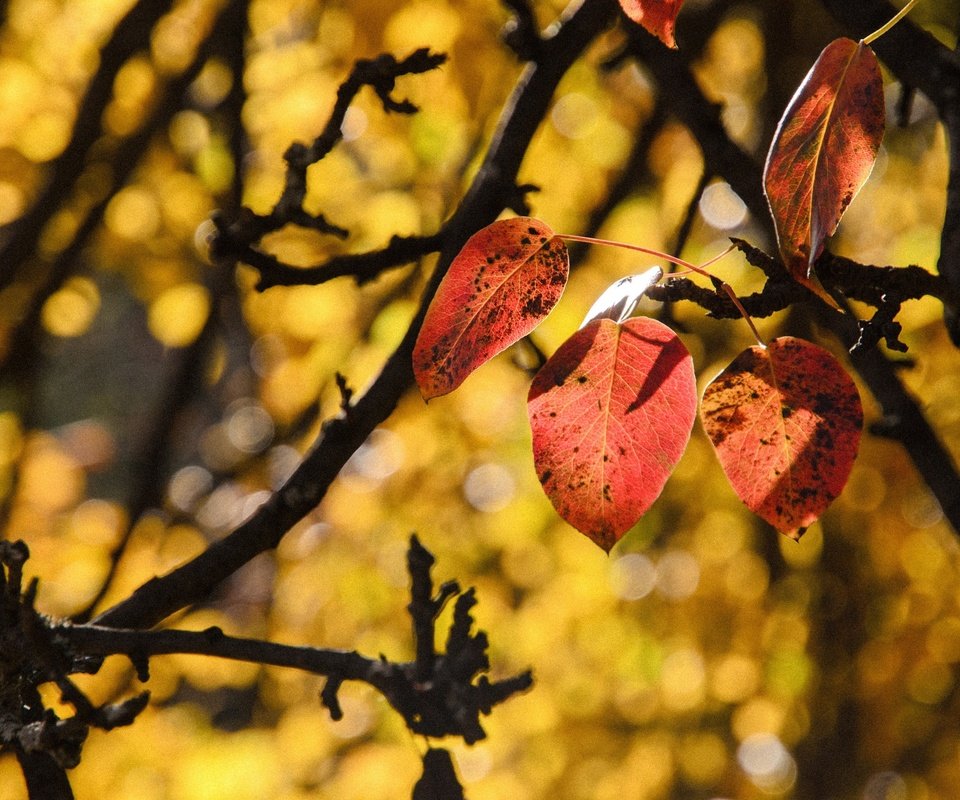 Обои природа, листья, ветки, осень, боке, осенние листья, nature, leaves, branches, autumn, bokeh, autumn leaves разрешение 2560x1696 Загрузить