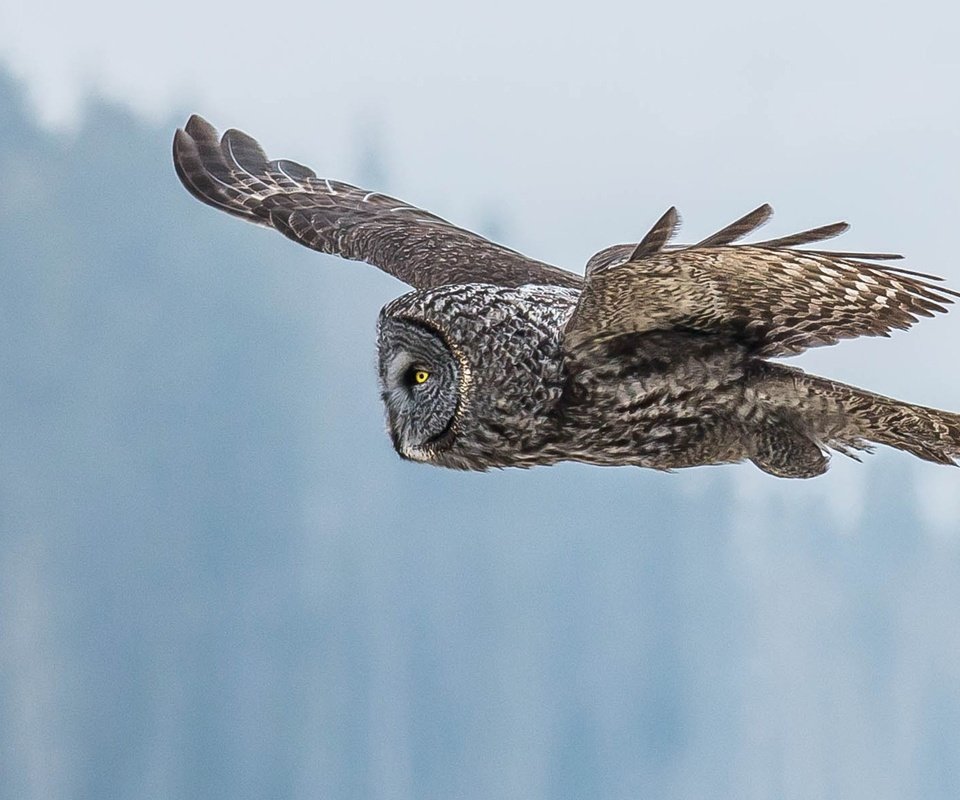 Обои глаза, сова, полет, крылья, птица, клюв, перья, неясыть, eyes, owl, flight, wings, bird, beak, feathers разрешение 1920x1200 Загрузить