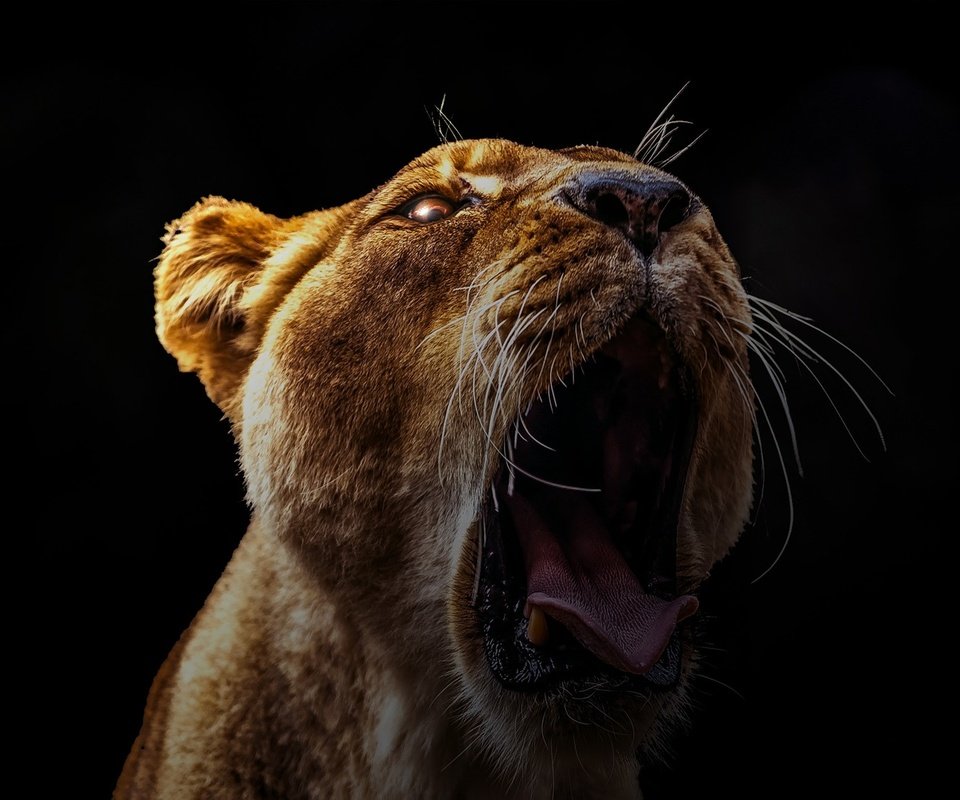 Обои портрет, хищник, большая кошка, лев, язык, голова, portrait, predator, big cat, leo, language, head разрешение 1920x1163 Загрузить