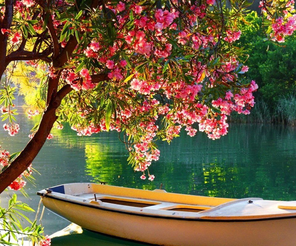 Обои деревья, река, цветение, отражение, лодка, лодка на озере, trees, river, flowering, reflection, boat, boat on the lake разрешение 1920x1080 Загрузить