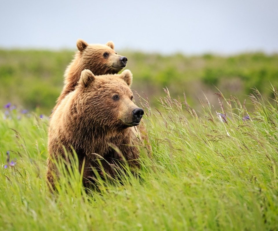 Обои трава, природа, лето, медведь, полевые цветы, медведи, grass, nature, summer, bear, wildflowers, bears разрешение 1920x1200 Загрузить