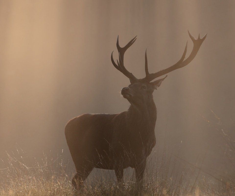 Обои природа, олень, туман, осень, рога, солнечный свет, nature, deer, fog, autumn, horns, sunlight разрешение 2048x1081 Загрузить