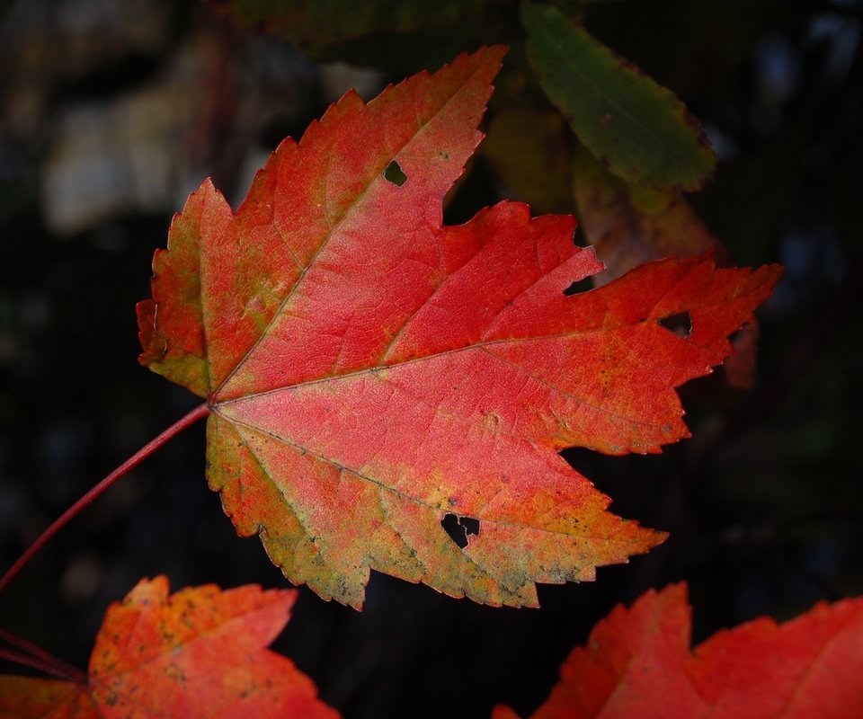 Обои природа, темный фон, кленовый лист, осенние листья, nature, the dark background, maple leaf, autumn leaves разрешение 3008x2000 Загрузить