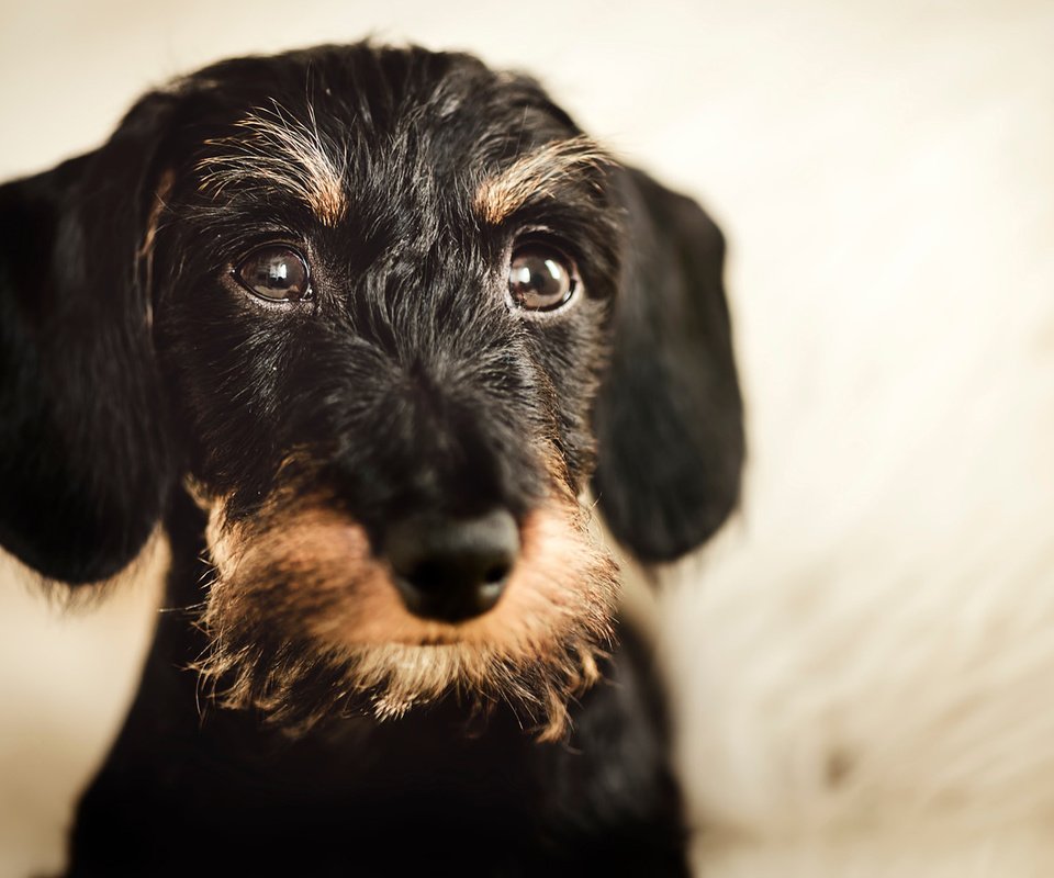 Обои мордочка, взгляд, собака, такса, жесткошерстная такса, muzzle, look, dog, dachshund, wire-haired dachshund разрешение 1920x1200 Загрузить