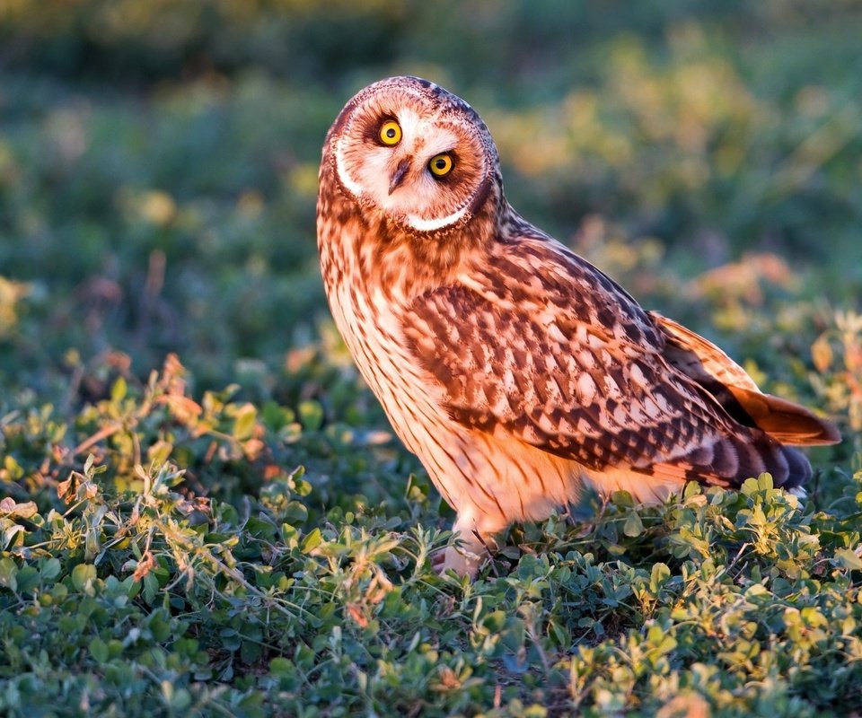 Обои трава, сова, взгляд, хищник, птица, болотная сова, grass, owl, look, predator, bird, short-eared owl разрешение 2048x1365 Загрузить