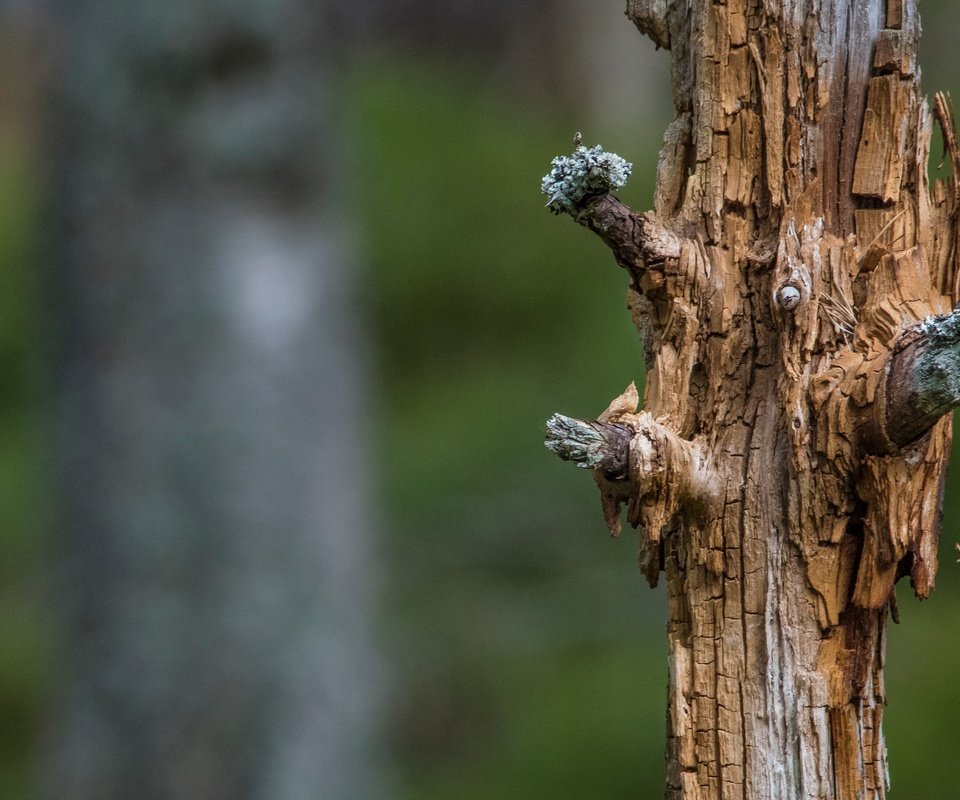 Обои природа, дерево, размытость, ствол, мертвое дерево, nature, tree, blur, trunk, dead tree разрешение 2560x1440 Загрузить