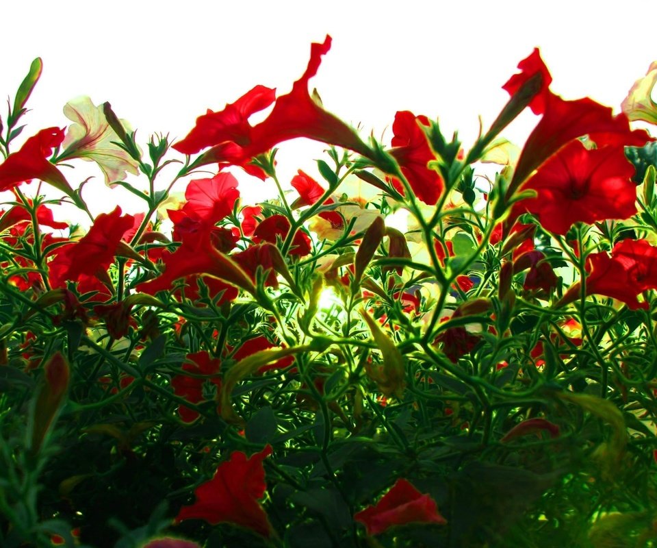 Обои свет, цветы, бутоны, лепестки, красные, стебли, петуния, light, flowers, buds, petals, red, stems, petunia разрешение 2272x1680 Загрузить