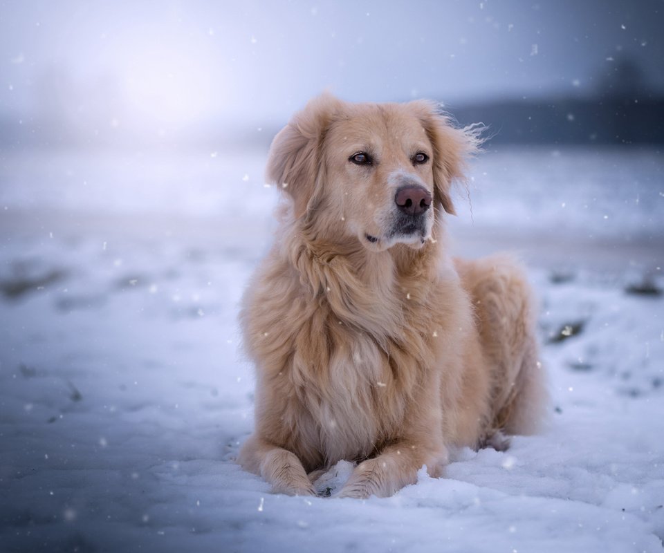 Обои снег, мордочка, взгляд, собака, золотистый ретривер, голден ретривер, snow, muzzle, look, dog, golden retriever разрешение 1920x1200 Загрузить