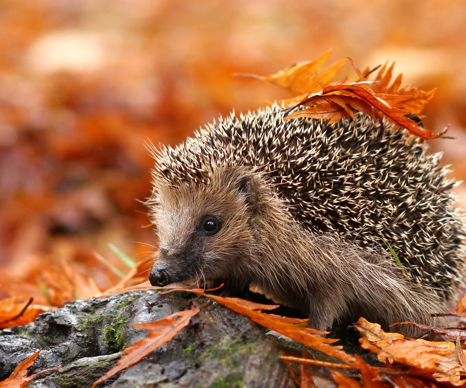 Обои листья, осень, животное, ежик, еж, осенние листья, leaves, autumn, animal, hedgehog, autumn leaves разрешение 3840x2400 Загрузить