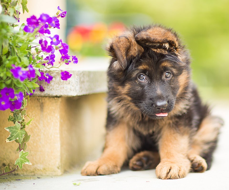 Обои цветы, собака, щенок, немецкая овчарка, flowers, dog, puppy, german shepherd разрешение 1920x1200 Загрузить