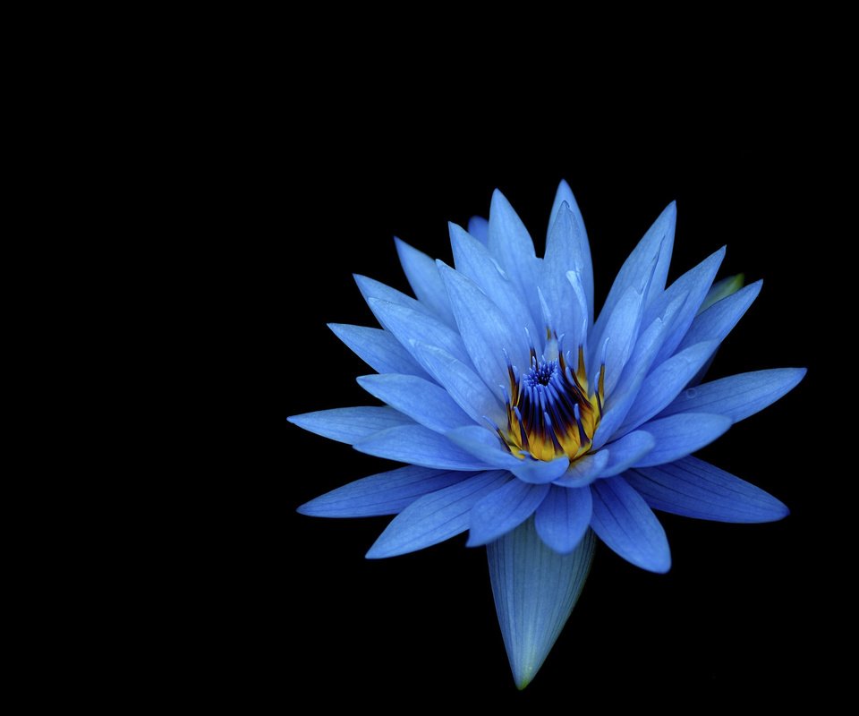 Обои цветок, лепестки, голубой, черный фон, кувшинка, водяная лилия, flower, petals, blue, black background, lily, water lily разрешение 2160x1920 Загрузить