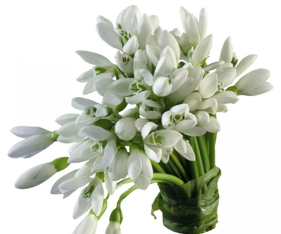 Обои цветы, весна, букет, белый фон, белые, подснежники, flowers, spring, bouquet, white background, white, snowdrops разрешение 3840x2400 Загрузить