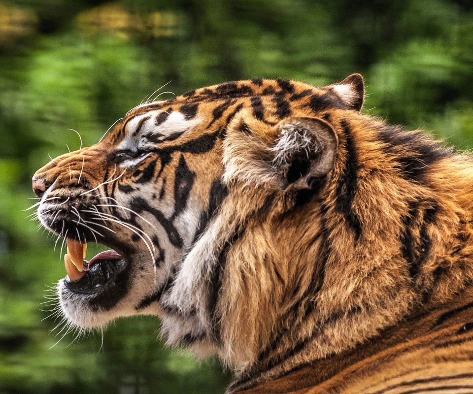 Обои тигр, мордочка, хищник, профиль, зубы, пасть, tiger, muzzle, predator, profile, teeth, mouth разрешение 2048x1272 Загрузить