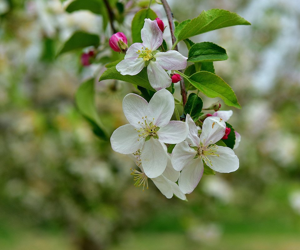 Обои ветка, дерево, цветение, весна, яблоня, branch, tree, flowering, spring, apple разрешение 2048x1372 Загрузить