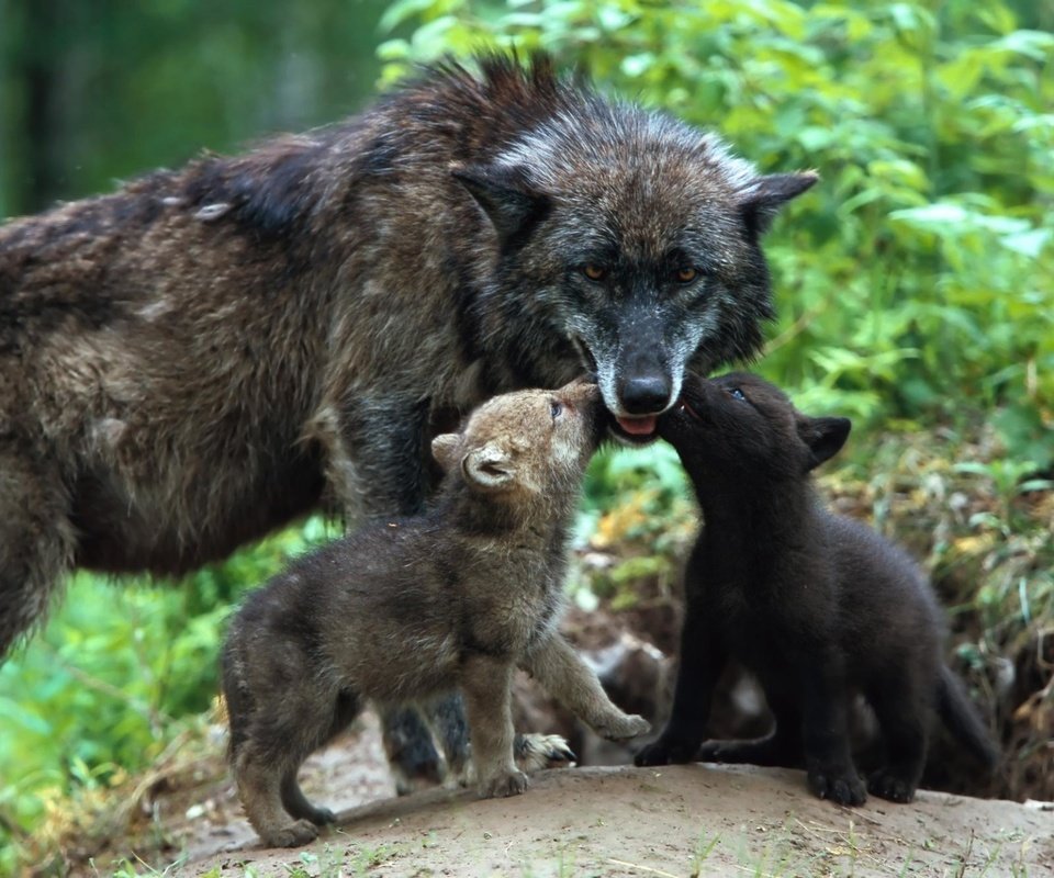 Обои семья, забота, волки, волк, волчица, детеныши, волчата, family, care, wolves, wolf, cubs, the cubs разрешение 1920x1280 Загрузить