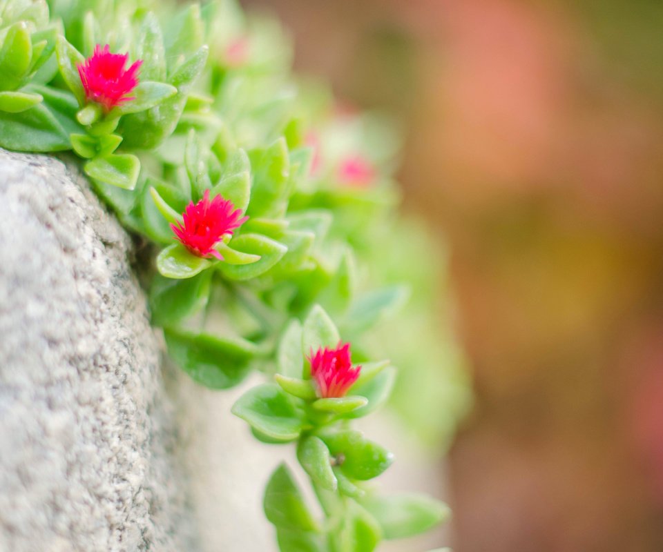 Обои макро, камень, растение, цветочки, очиток, macro, stone, plant, flowers, stonecrop разрешение 3840x2400 Загрузить