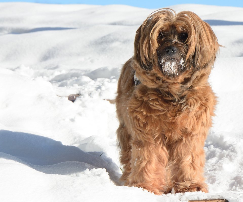 Обои снег, зима, мордочка, взгляд, собака, тибетский терьер, snow, winter, muzzle, look, dog, the tibetan terrier разрешение 2880x1800 Загрузить