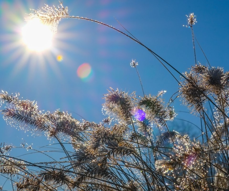 Обои небо, трава, солнце, природа, растения, капли, колоски, the sky, grass, the sun, nature, plants, drops, spikelets разрешение 4896x3264 Загрузить