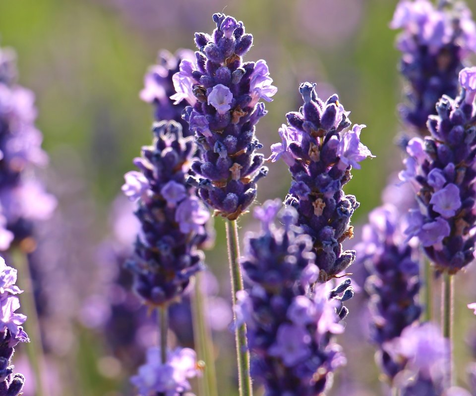 Обои цветы, макро, лаванда, flowers, macro, lavender разрешение 5184x3182 Загрузить