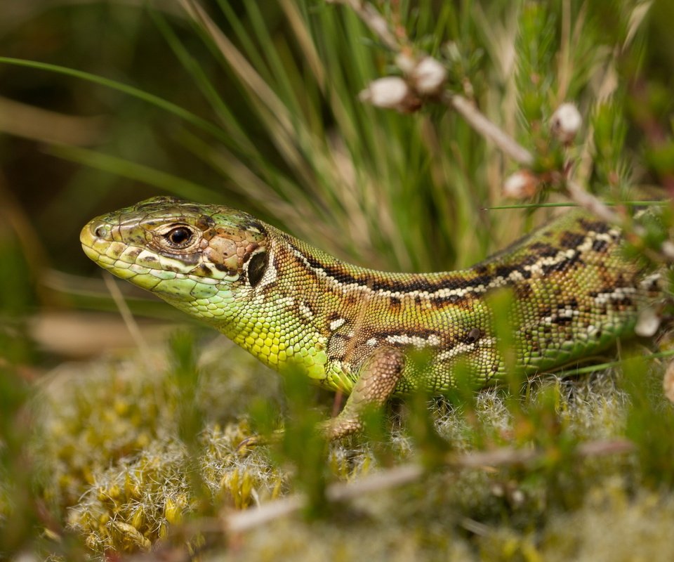 Обои природа, растения, фон, ящерица, рептилия, nature, plants, background, lizard, reptile разрешение 2560x1600 Загрузить