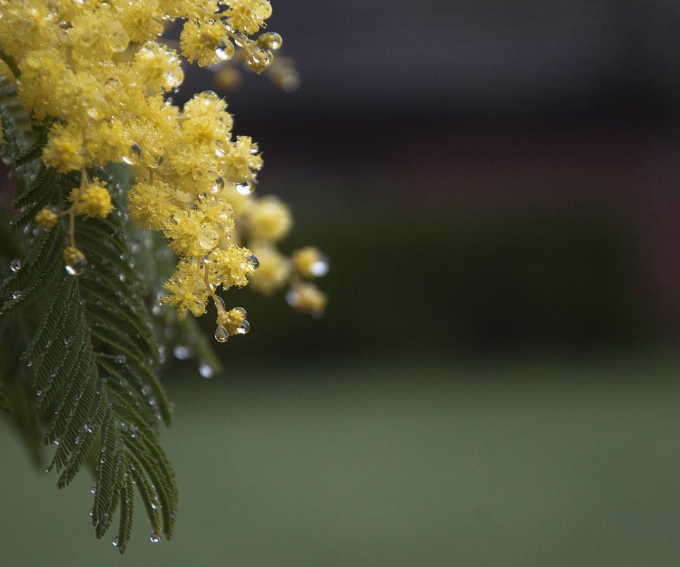 Обои цветы, ветка, листья, капли, весна, мимоза, акация серебристая, flowers, branch, leaves, drops, spring, mimosa, acacia silver разрешение 1920x1200 Загрузить