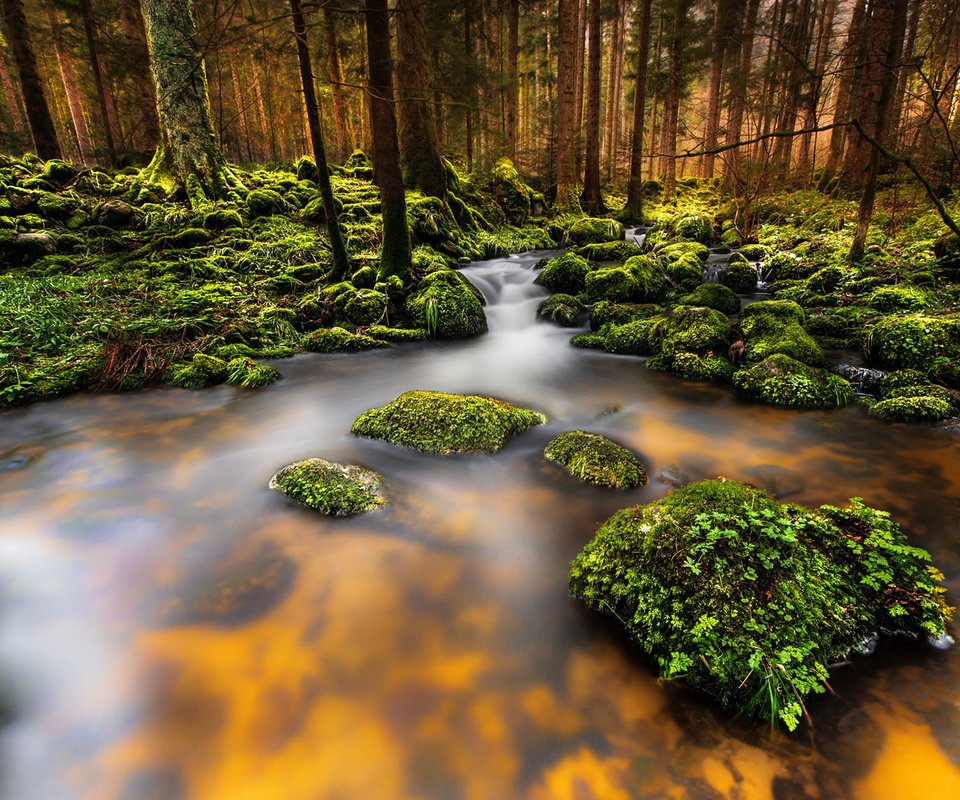 Обои деревья, река, природа, камни, лес, ручей, мох, trees, river, nature, stones, forest, stream, moss разрешение 1920x1200 Загрузить