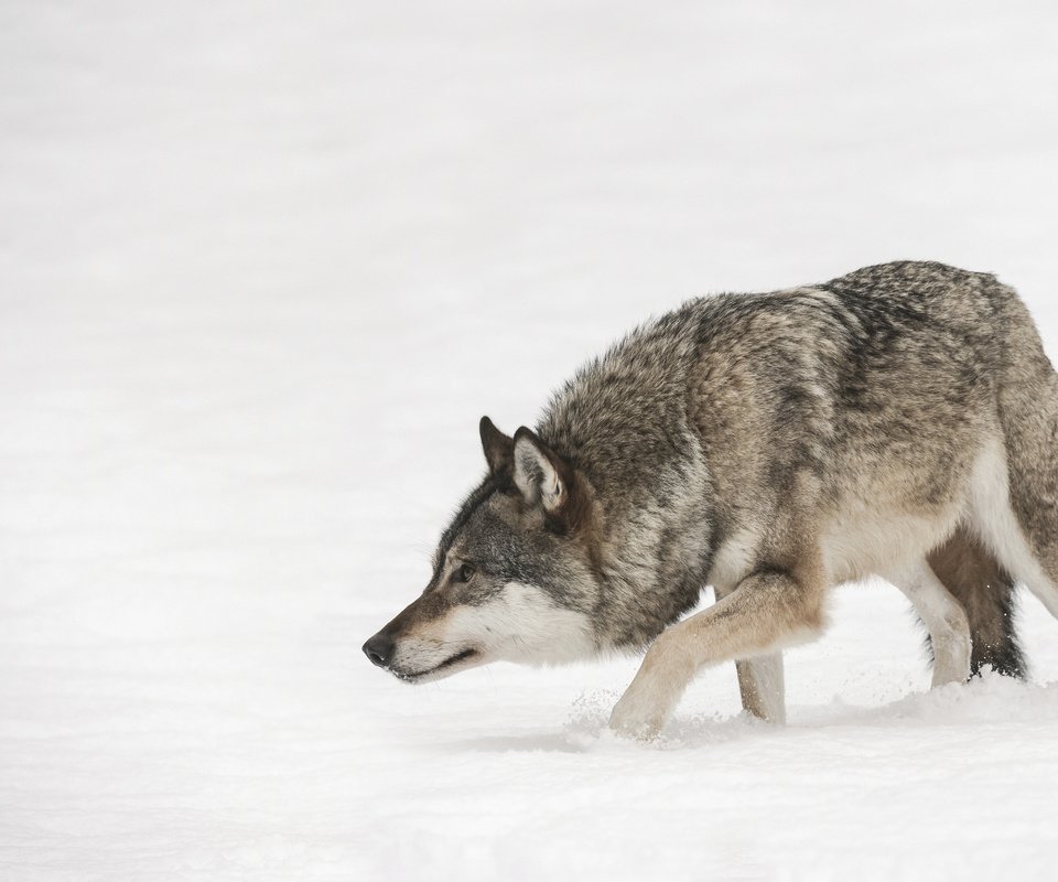 Обои морда, снег, зима, взгляд, хищник, волк, face, snow, winter, look, predator, wolf разрешение 3840x2400 Загрузить