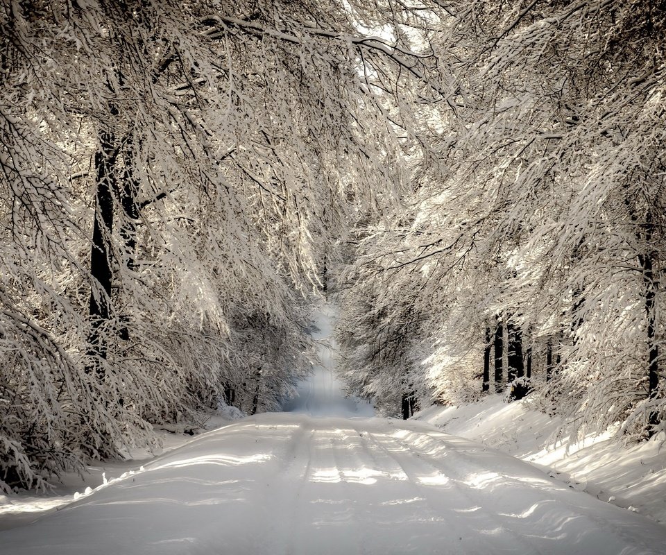 Обои дорога, деревья, снег, лес, зима, ветки, иней, road, trees, snow, forest, winter, branches, frost разрешение 2560x1600 Загрузить