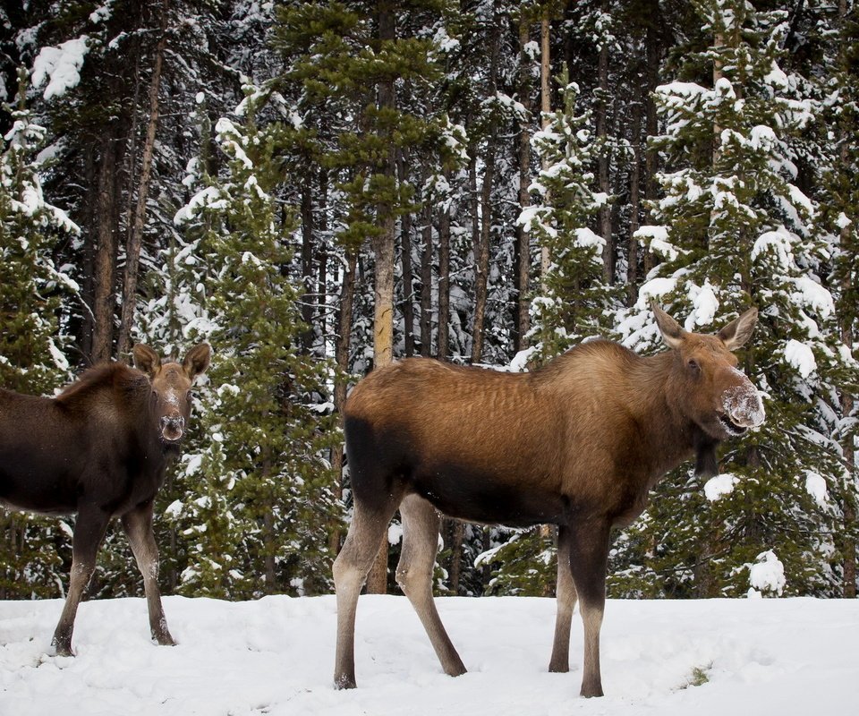 Обои деревья, снег, лес, зима, лось, лоси, trees, snow, forest, winter, moose, elk разрешение 1920x1200 Загрузить