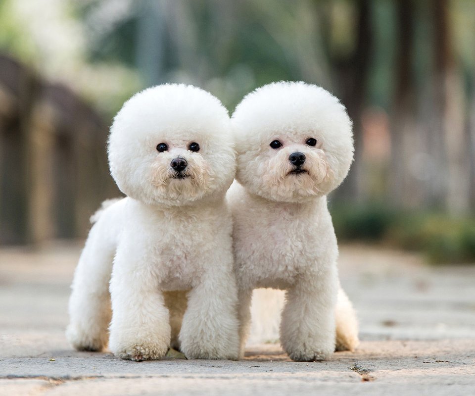 Обои взгляд, пудель, собаки, мордочки, бишон фризе, look, poodle, dogs, faces, bichon frise разрешение 1920x1200 Загрузить