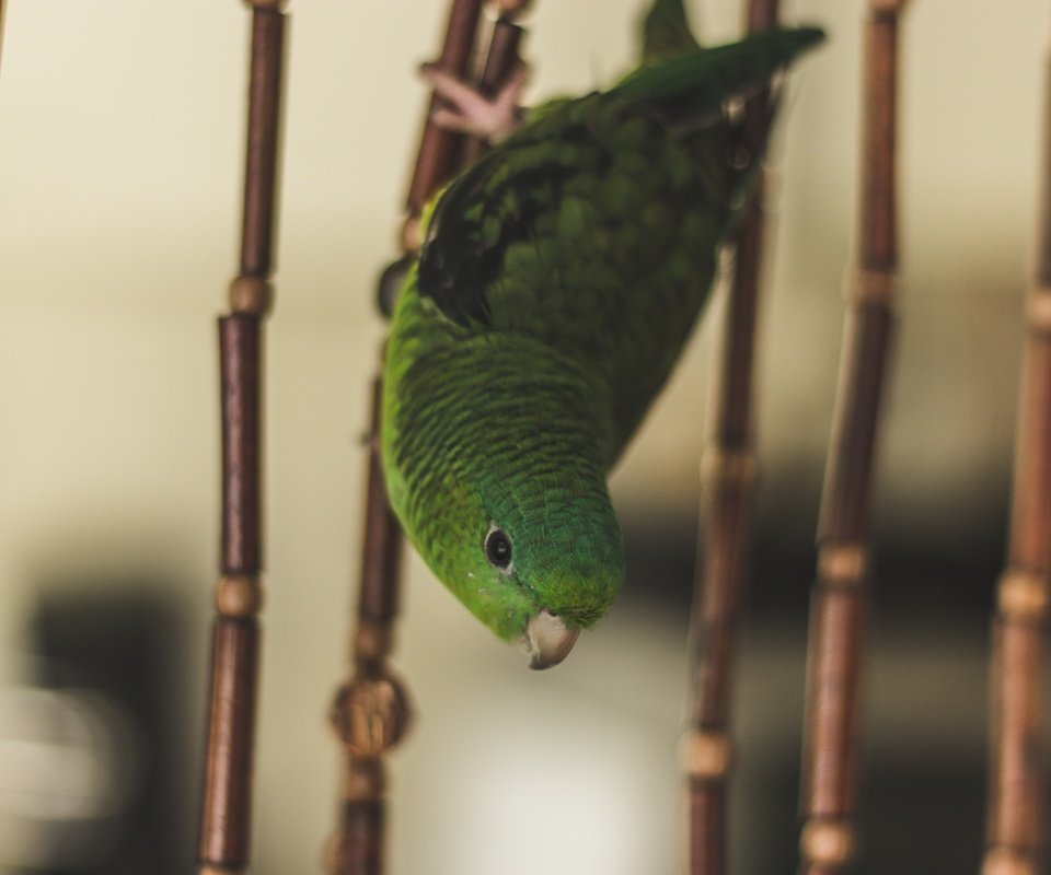 Обои зелёный, птица, клетка, попугай, green, bird, cell, parrot разрешение 5184x3456 Загрузить