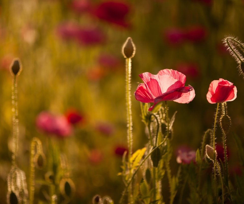 Обои свет, цветы, маки, боке, light, flowers, maki, bokeh разрешение 2048x1365 Загрузить